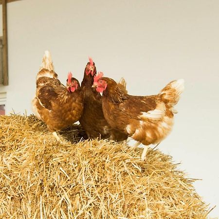Ferienwohnung Murg Niederhof エクステリア 写真