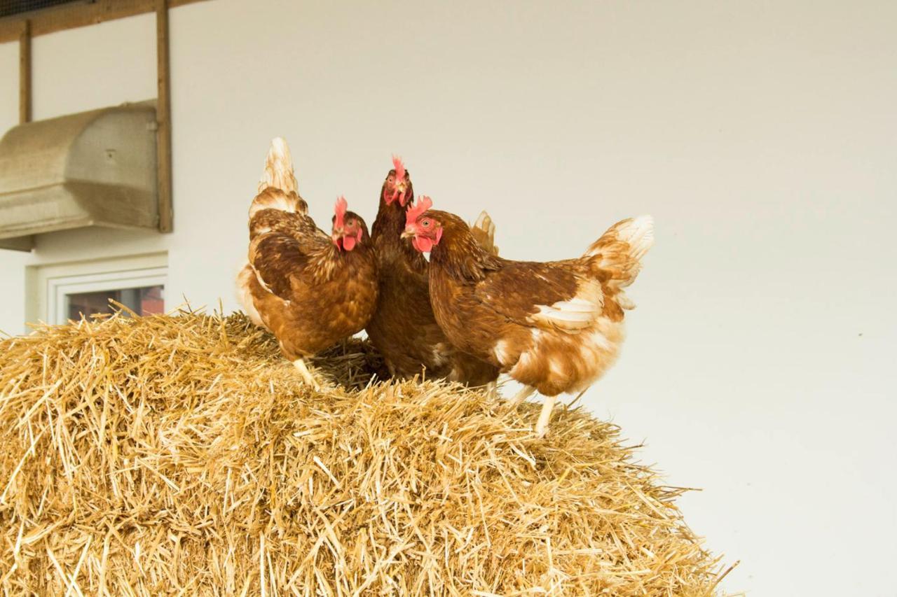 Ferienwohnung Murg Niederhof エクステリア 写真